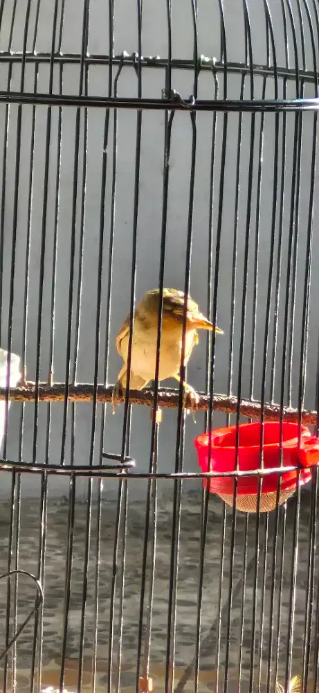 Kerak Basi Atau Sincan