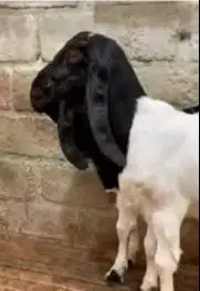 2 ekor bibit kambing etawa PE kaligesing 5 bulanan jantanan TB 60cm UP