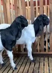 2 ekor bibit kambing etawa jantan 5 bln TB 60cmUP ras PE kaligesing ok