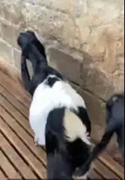 2 ekor bibit kambing etawa jantan 5 bln TB 60cmUP ras PE kaligesing ok