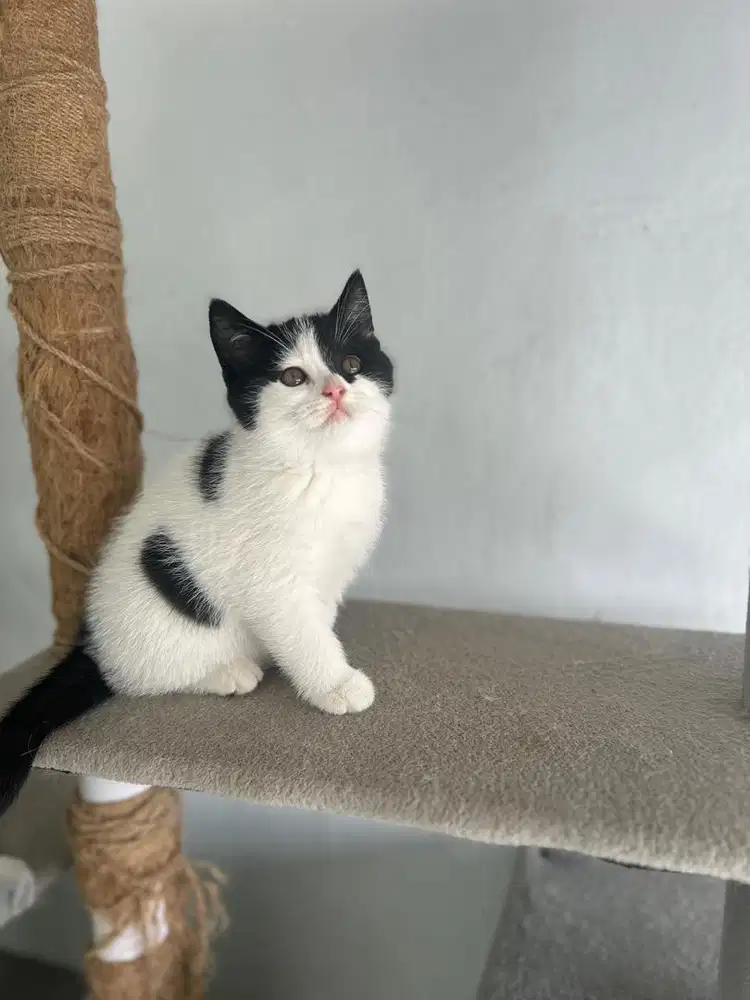 British short hair jantan