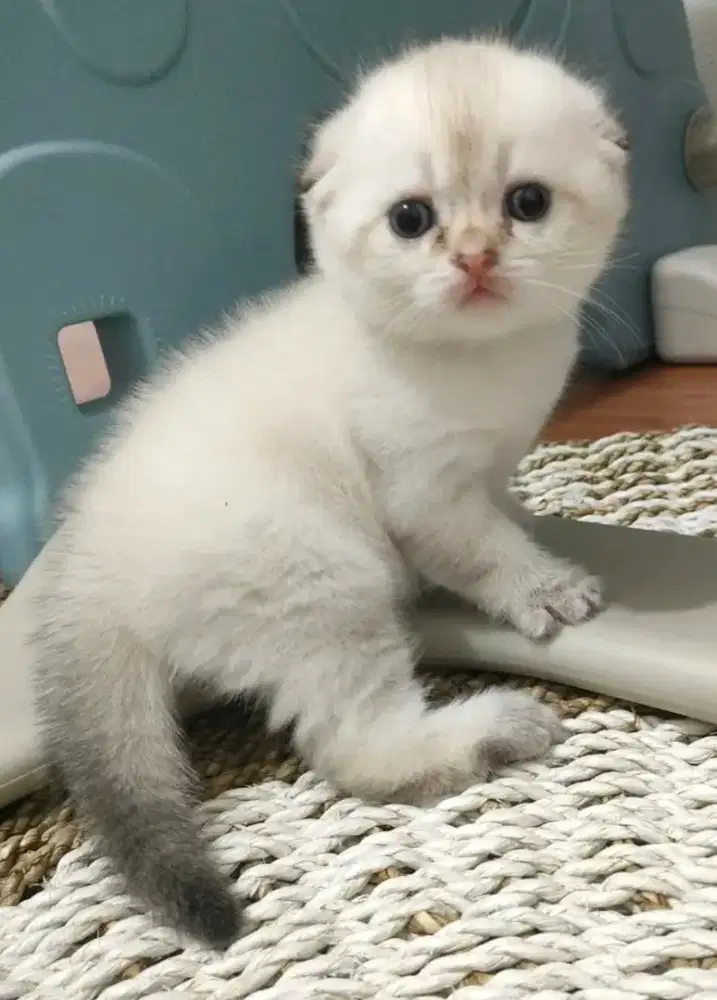 scottish fold betina golden kitten