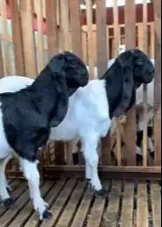 2 ekor bakalan kambing etawa jantan 5 bln TB 60cmUP ras PE kaligesing