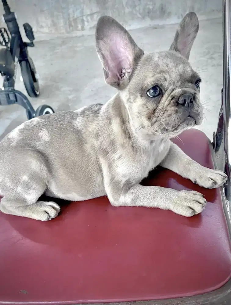 bulldog french jantan