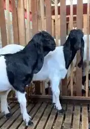 2 ekor bakalan kambing etawa kaligesing jantan 5 bln TB 60 cm UP puas