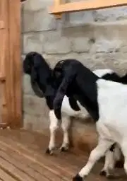 2 ekor bakalan kambing etawa jantan 5 bln PE kaligesing siap digemukin