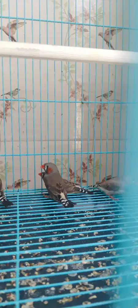 Burung zebra fich jantan /ekor