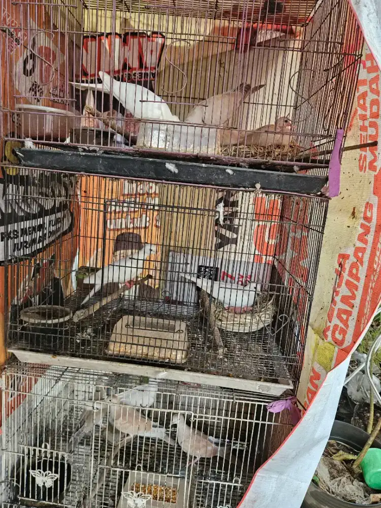 Puter Remaja 2 Pasang