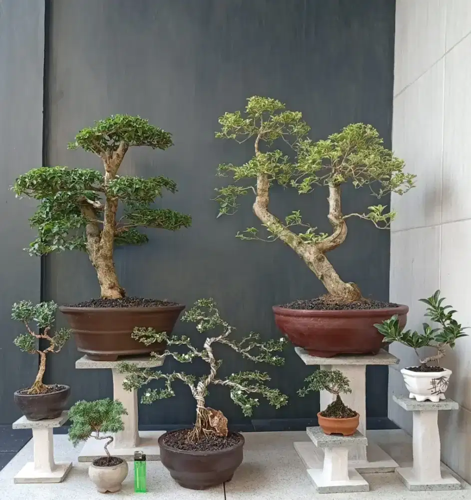 Bonsai hias paketan murah