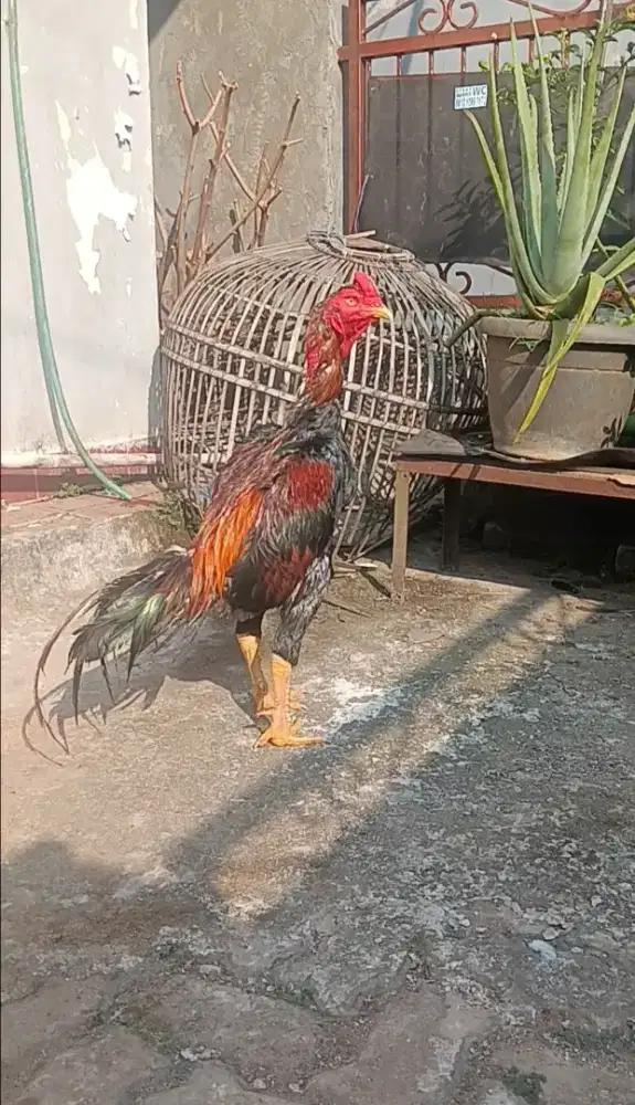 Ayam bangkok edisi pacek jenis brazillian