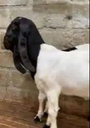 2 ekor bibit kambing etawa jantan 2 ekoran ras PE kaligesing jamin top