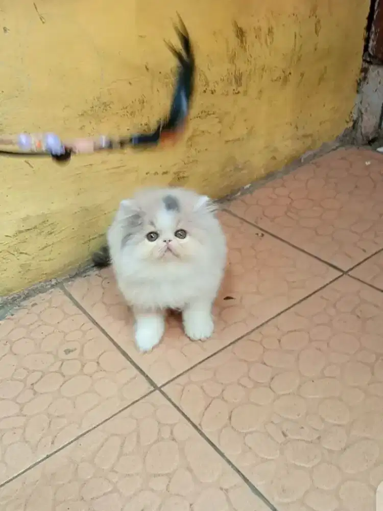 Kucing Persia Peaknose Betina Delute Calico
