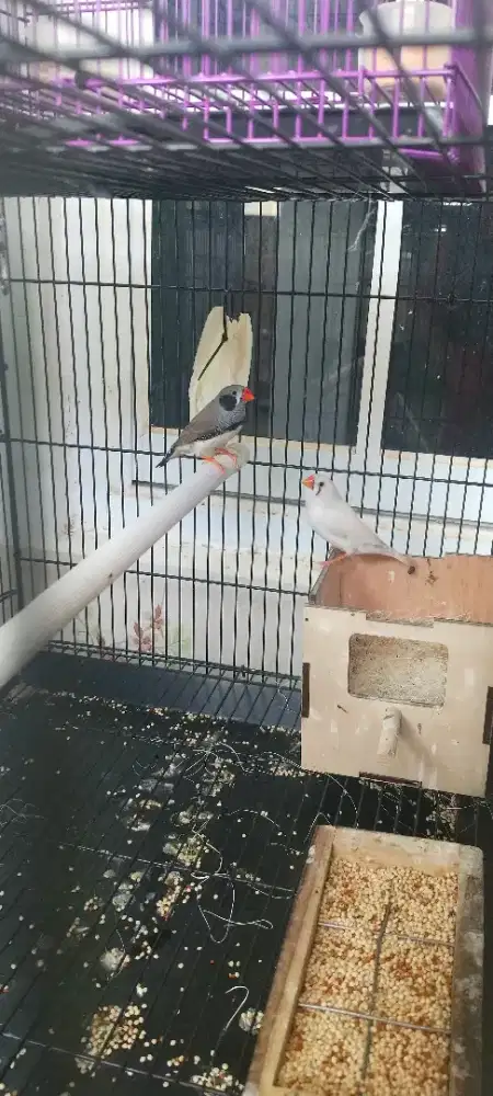 Burung zebra fich BBC sepasang