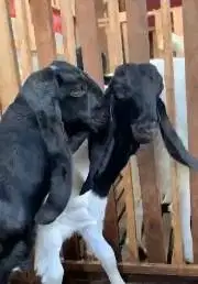 2 ekor bakalan kambing jantan 2 ekor 5 bln TB 60cmUP siap penggemukan