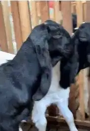 2 ekor bakalan kambing jantan 2 ekor 5 bln TB 60cmUP siap penggemukan