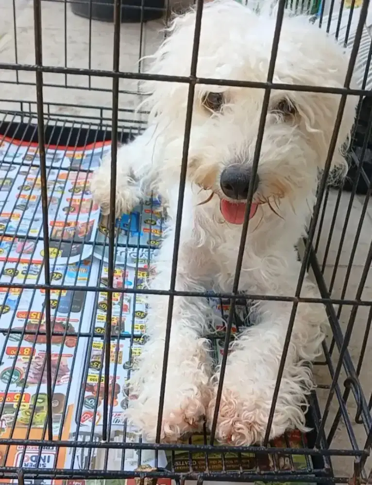 Jual Anjing Poodle