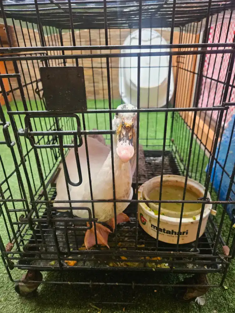 Dijual bebek kesayangan warna putih pintar