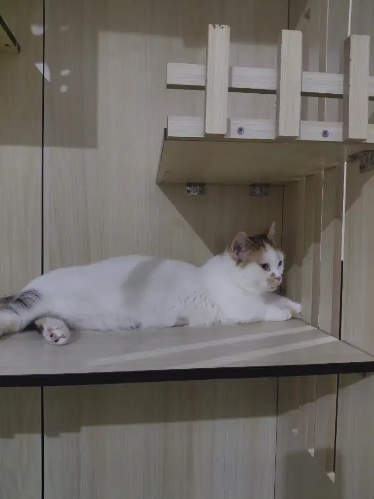 Lepas adopt munchkin indukan