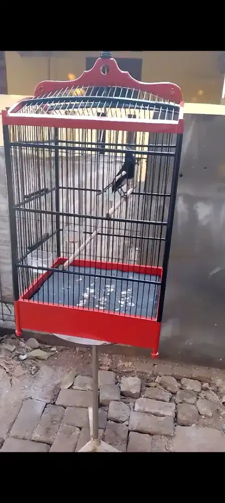 Jual burung kacer poci gacorrr