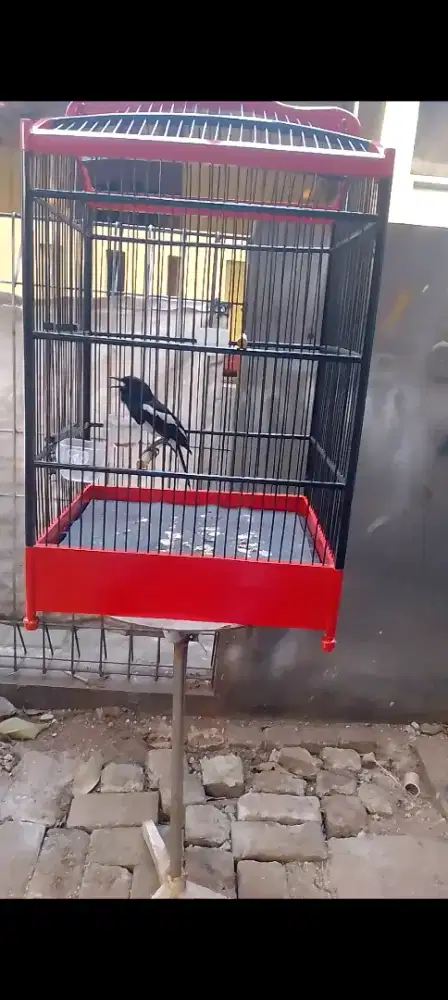 Jual burung kacer poci gacorrr