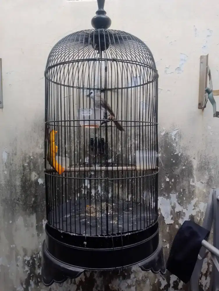 Jual burung trucuk ropel garuda