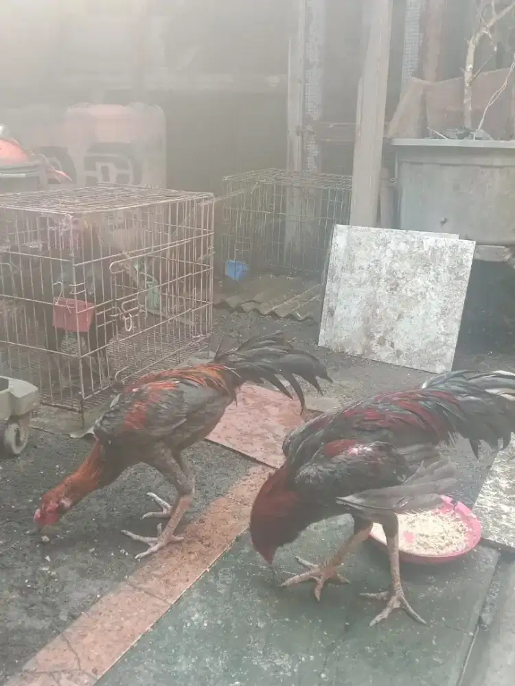 Ayam jago umur 7 bln