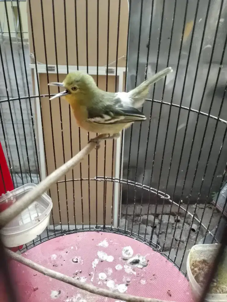 Jual burung cipow / Sertu gacorr dorr