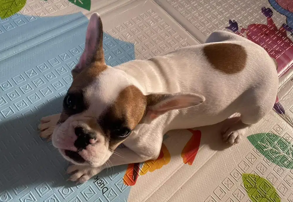 French Bulldog (PIEBALD)
