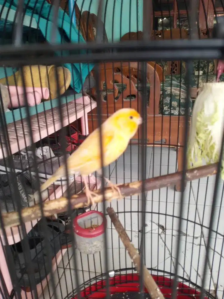 Kenari AF gacor fullset  bisa dikirim tidak ada minus