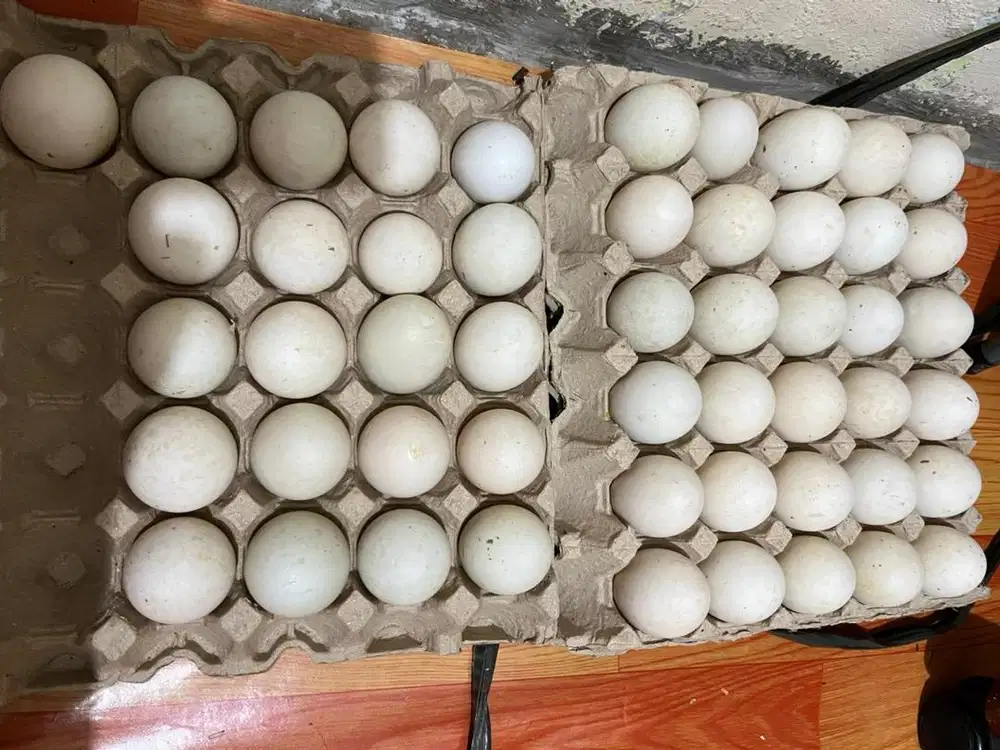 Telur Bebek Peking