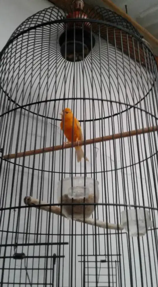 Dijual burung kenari jantan loper AF kuning merah