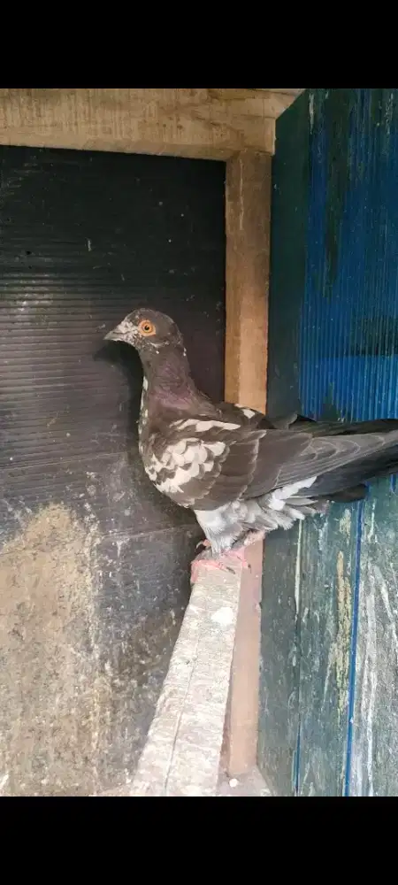 Merpati pos jantan