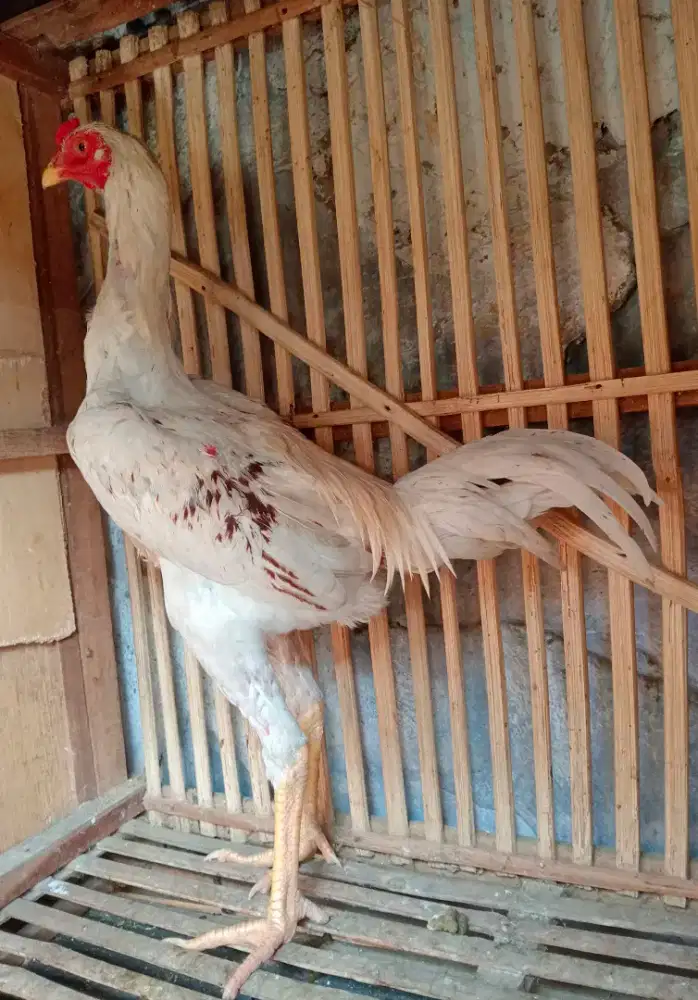 Ayam Bk x Plucker muda