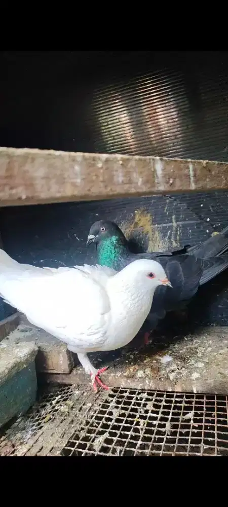Merpati pos sepasang