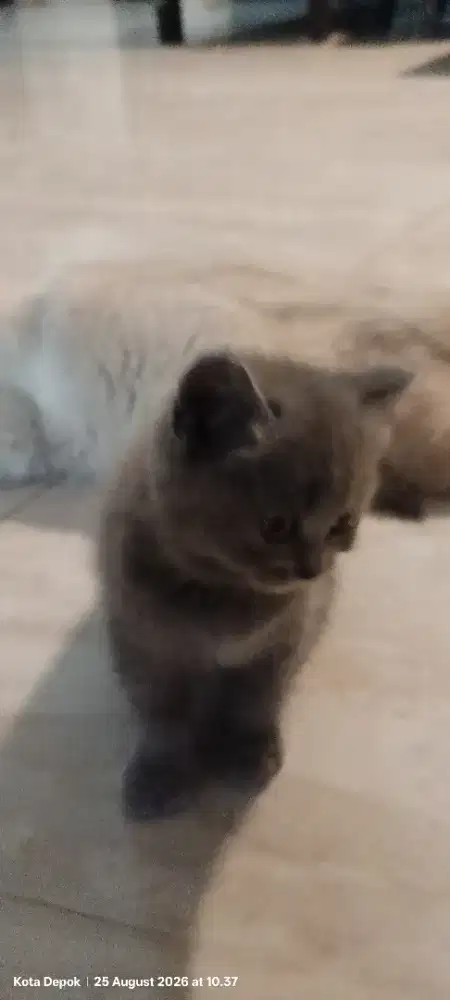 British shorthair betina 2.5 bln