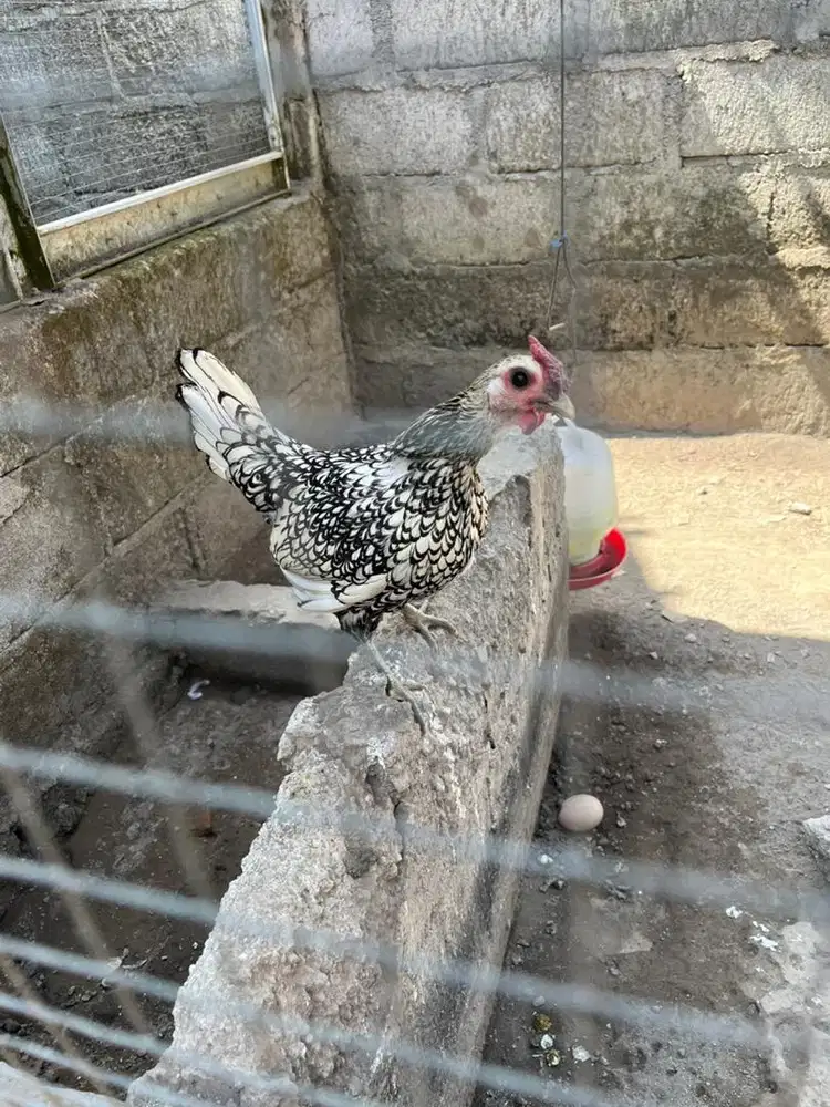 Ayam hias batik italy