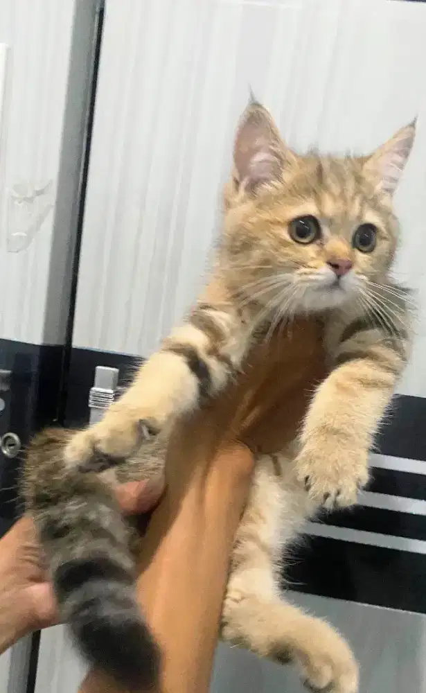 Kucing kitten British shorthair GOLDEN