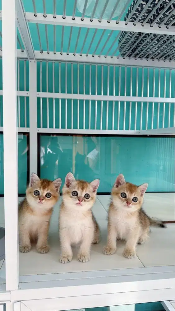 Kucing british shorthair golden anakan