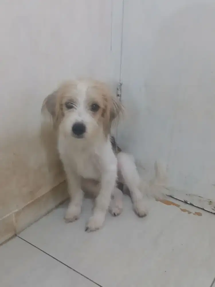 Anjing Bapak dan anak