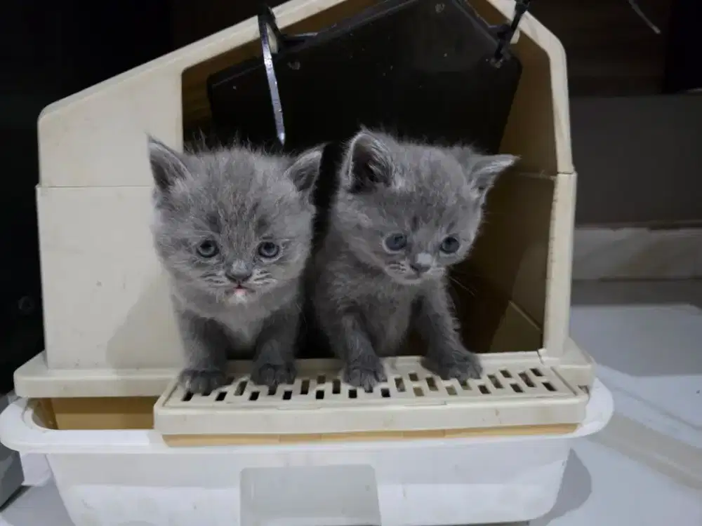 KITTEN British Mix Persia Exo