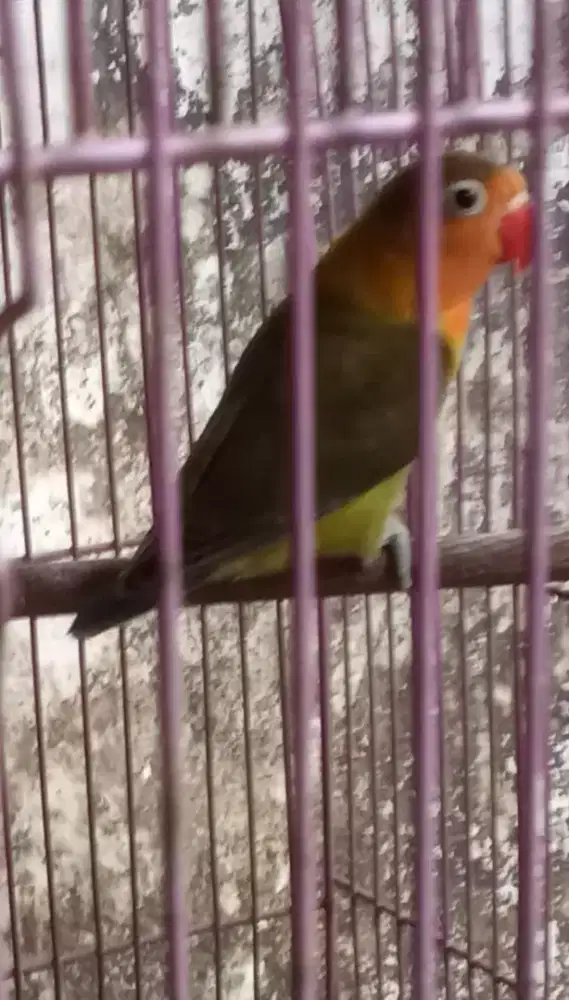 Di jual burung Lovebird paud ijo usia 4 blnan nuktok