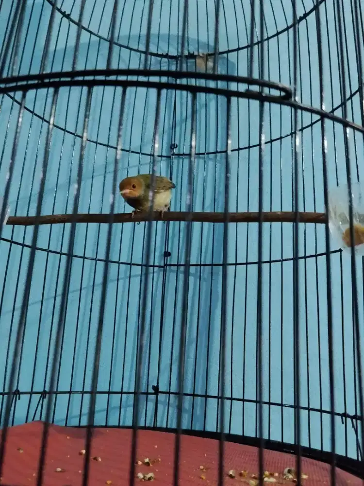 burung prenjak atas jantan sudah bunyi masih anakan