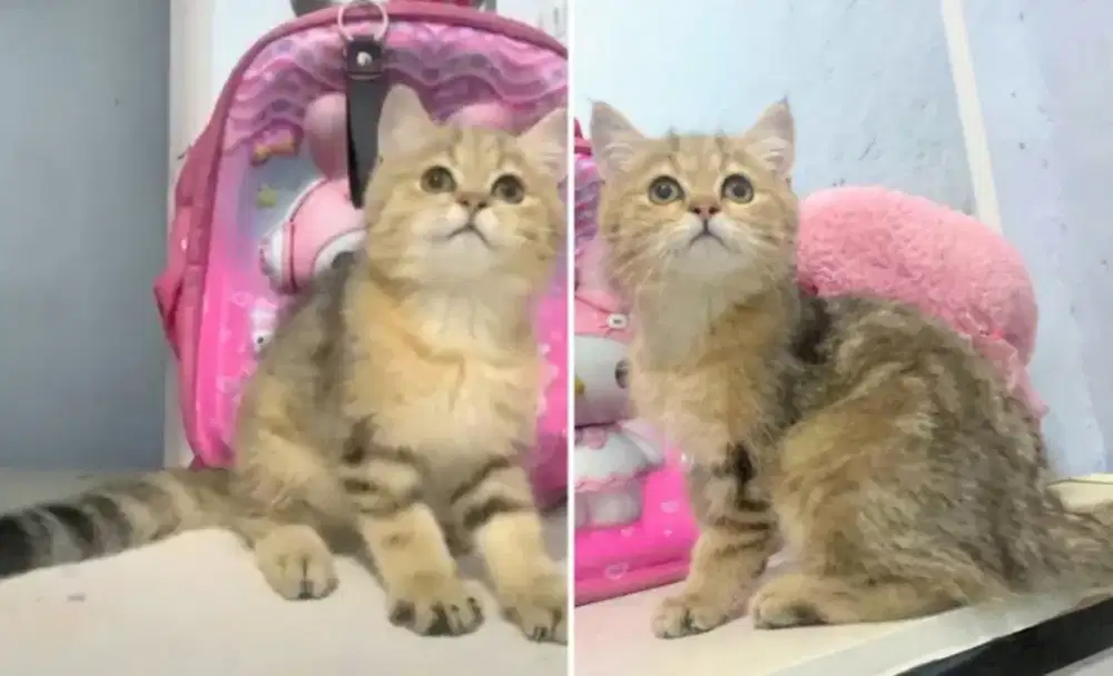 Kucing kitten British shorthair Golden Malle