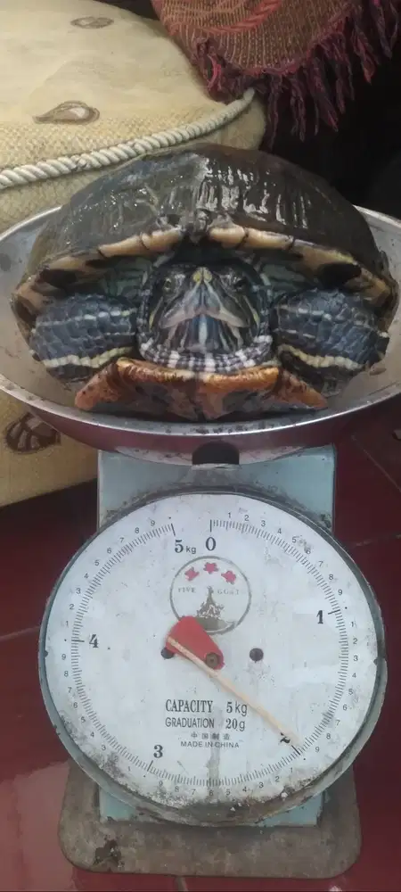 Kura kura jumbo berat 2kg