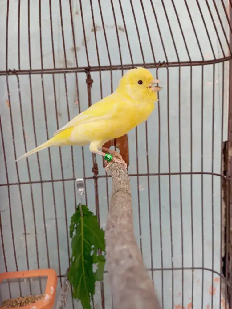 Burung kenari Gacor kuning cerah ring
