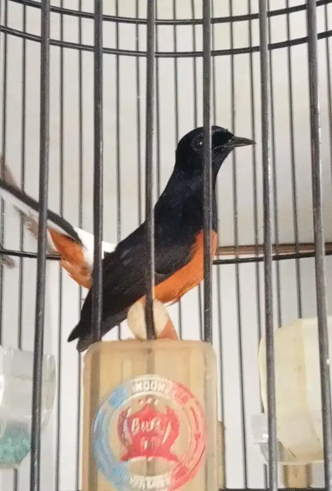 Murai batu 3x mabung udah jurah beberapakali