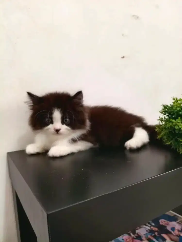 Open adopt kitten
