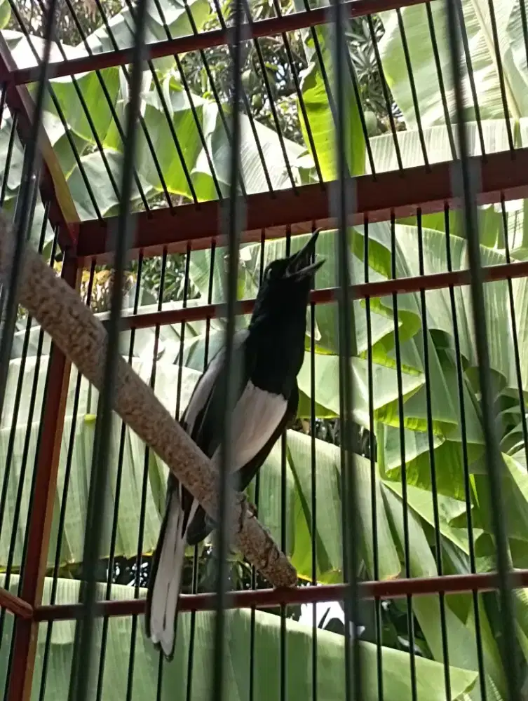 Burung Kacer jabar Gacor dor buka ekor fs kandang ebod