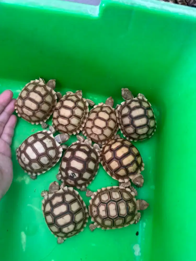 sulcata dotless cerah 6-6,5cm - mulus no minus