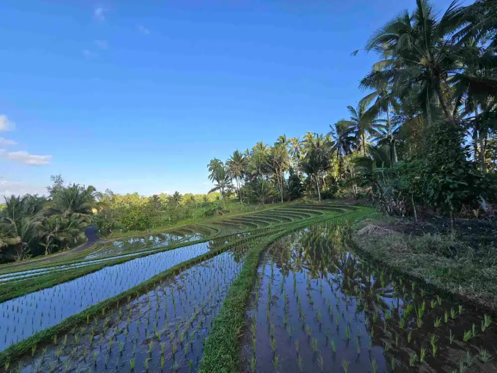Butuh uang cepat dijual tanah datar view sawah di tabanan bali
